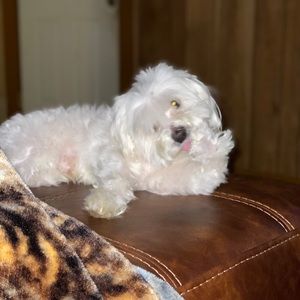 Meet your Posher, Lucy